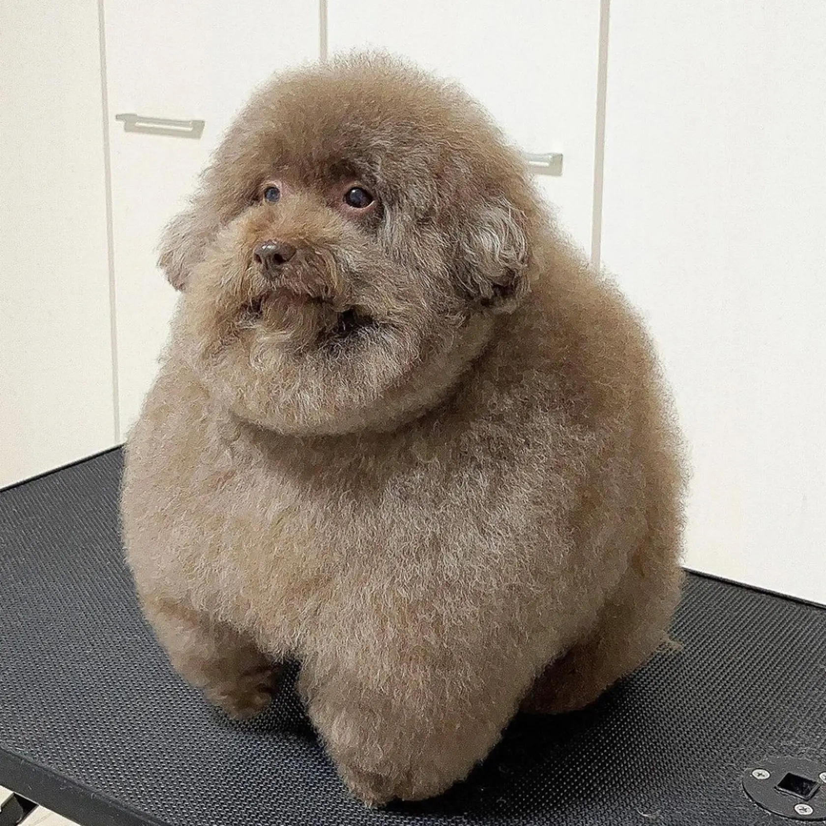 Scoobert, the round fluffy dog from the original photo